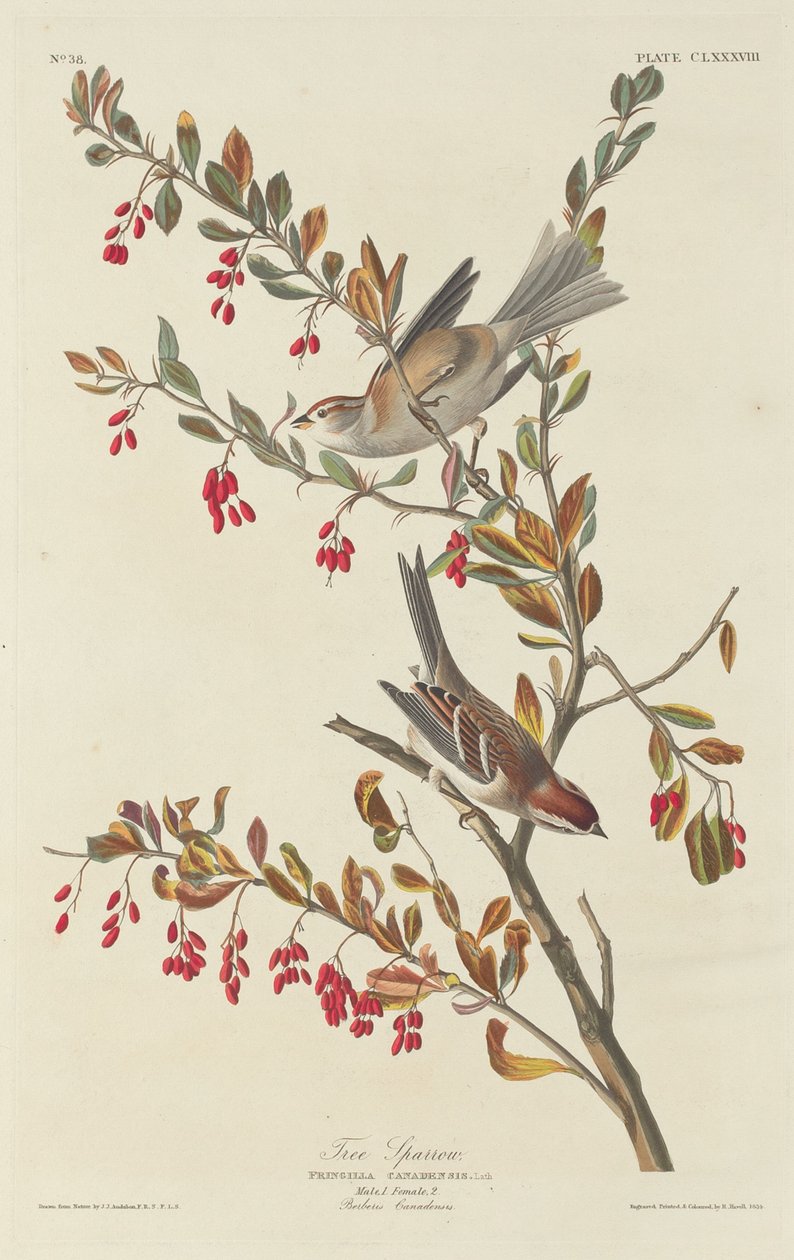 Feldsperling von Robert Havell after John James Audubon