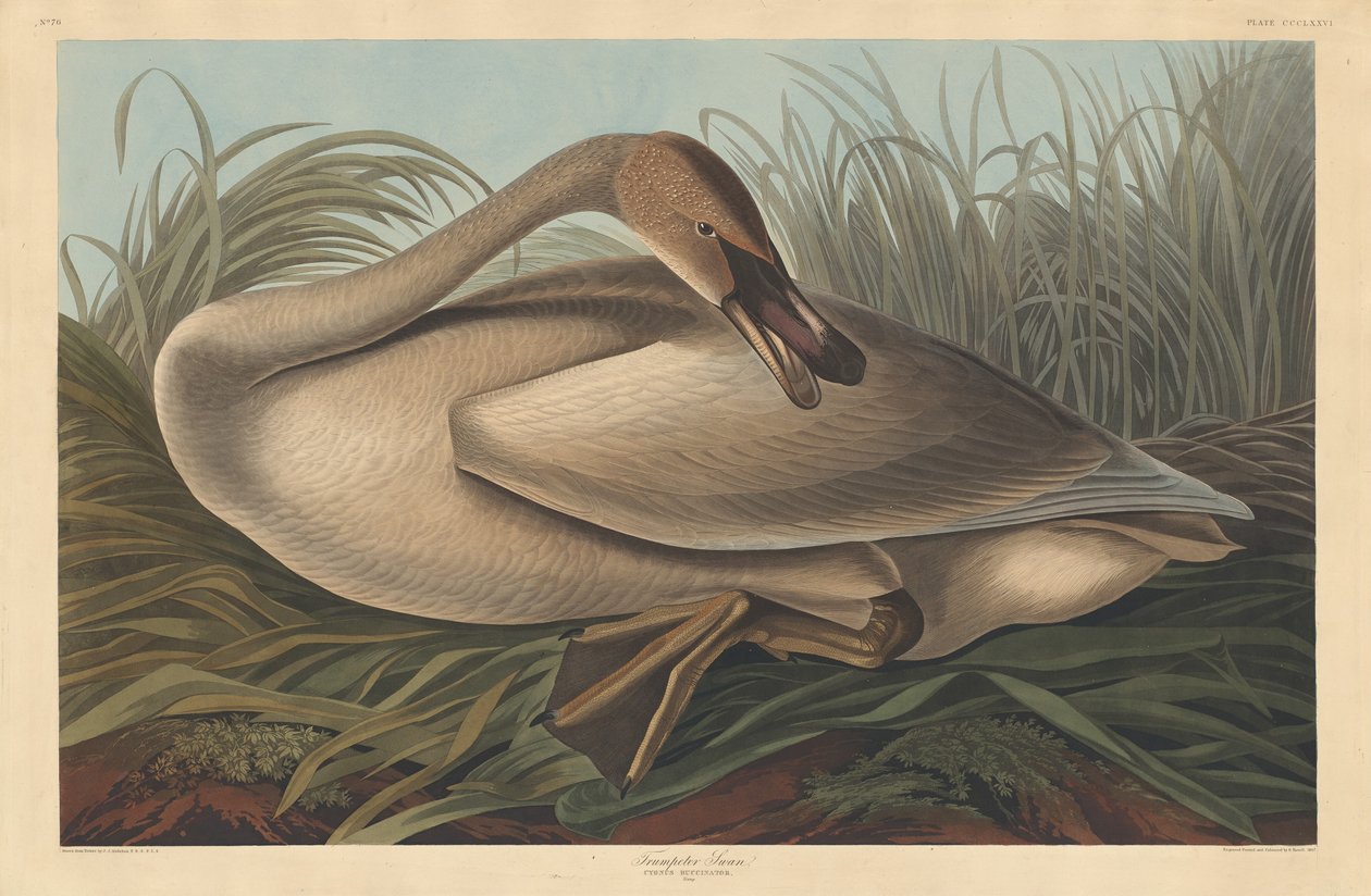 Trompeterschwan von Robert Havell after John James Audubon