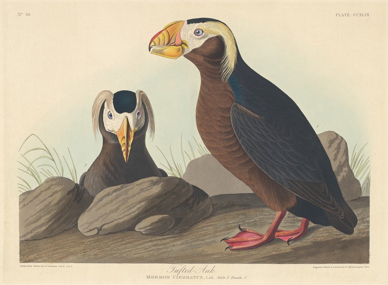 Schopfalk von Robert Havell after John James Audubon