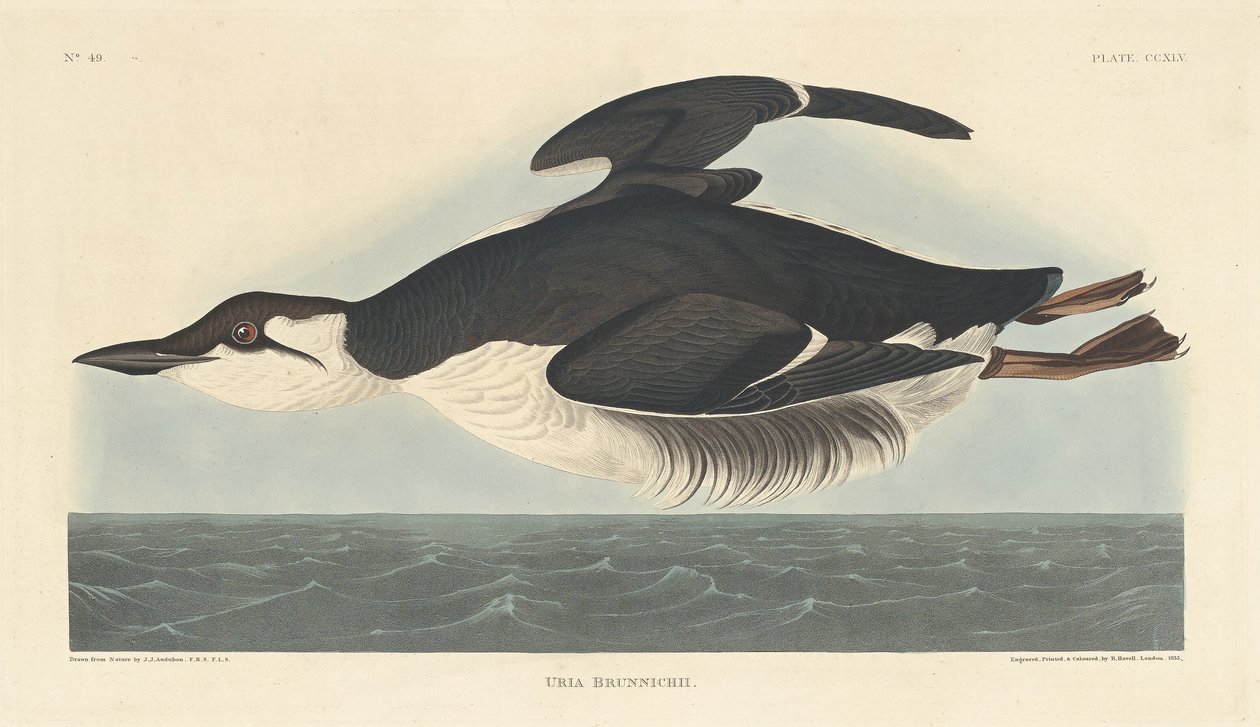 Uria Brunnichii von Robert Havell after John James Audubon