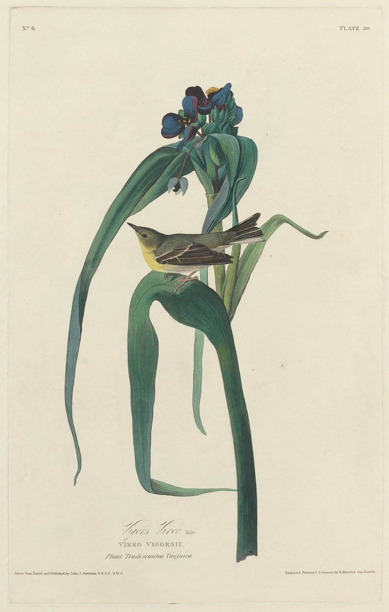 Vigorsvireo von Robert Havell after John James Audubon