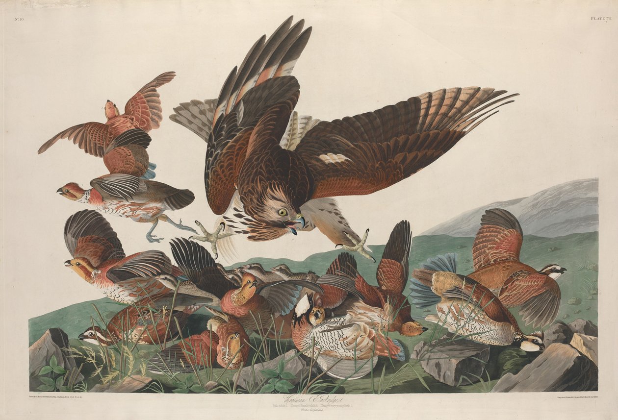 Virginische Rebhuhn von Robert Havell after John James Audubon