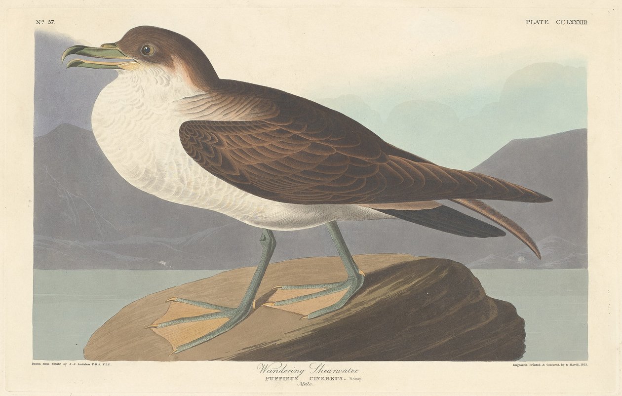 Wandersturmvogel von Robert Havell after John James Audubon