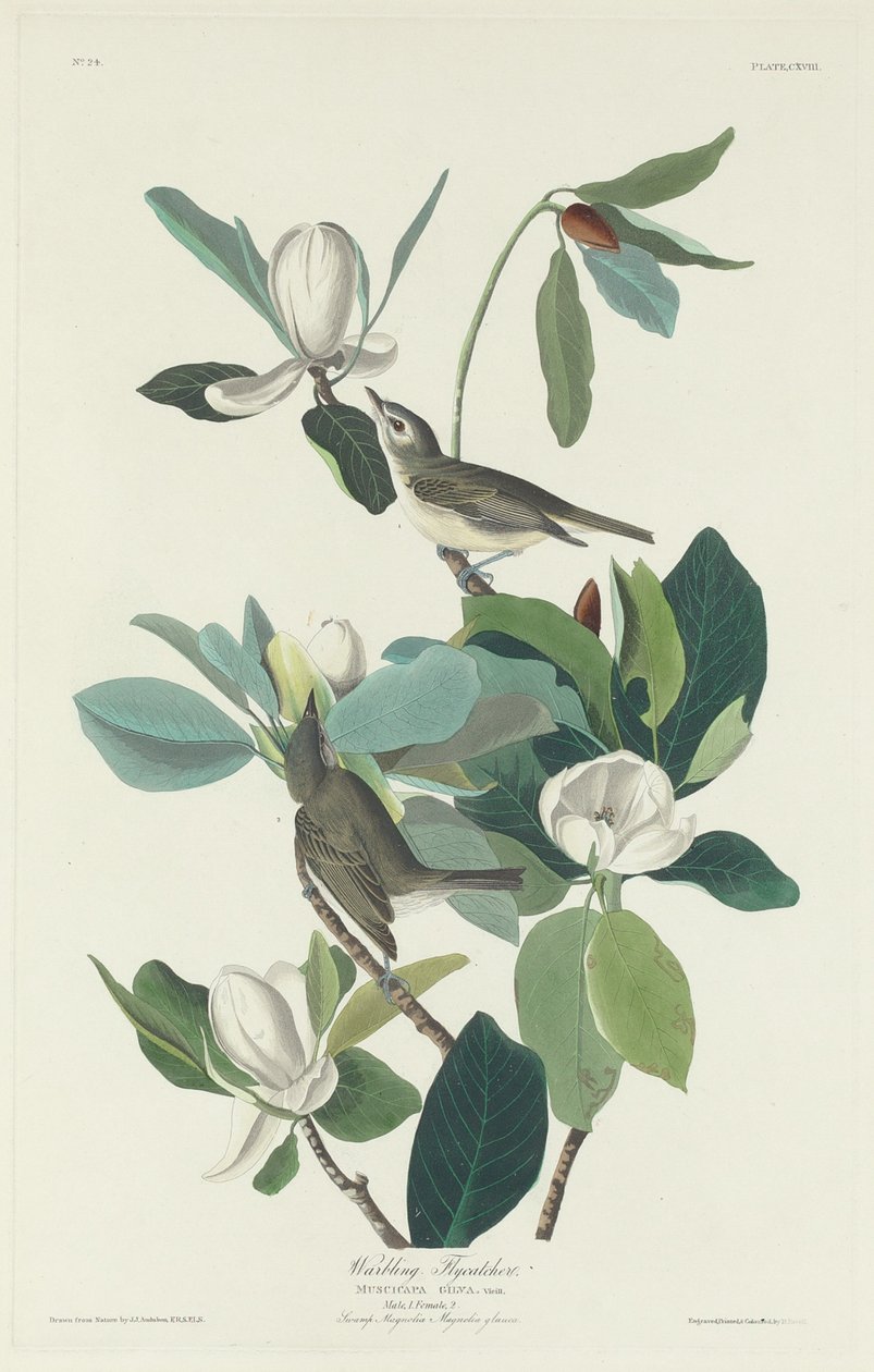 Singende Fliegenschnäpper von Robert Havell after John James Audubon