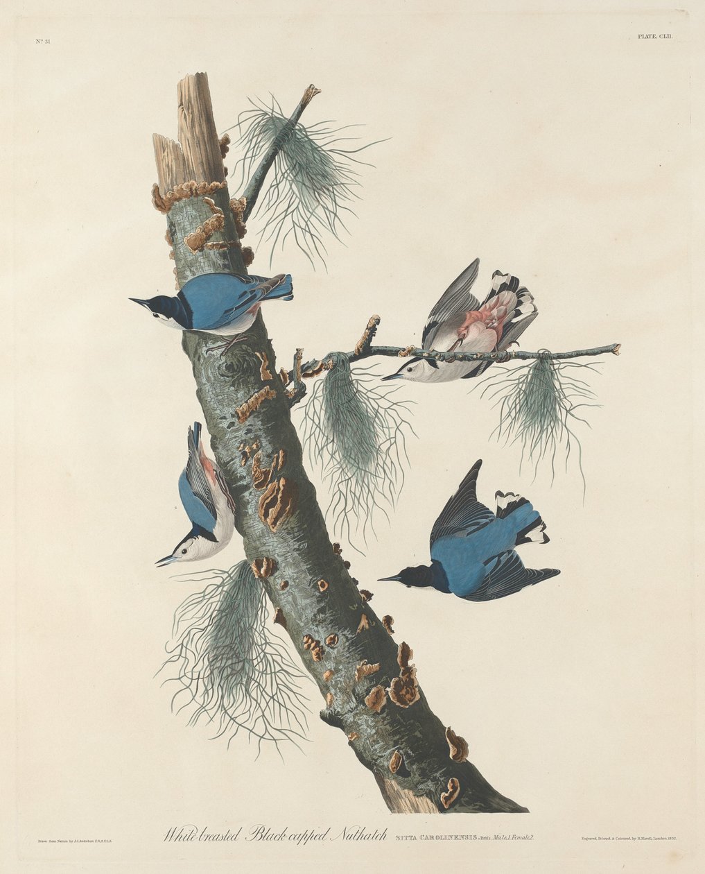 Weißbrüstige Schwarzhaubenmeise von Robert Havell after John James Audubon