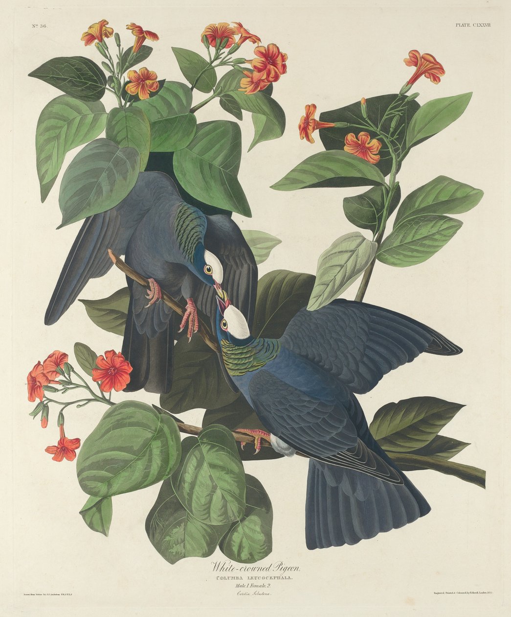 Weißkronentaube von Robert Havell after John James Audubon