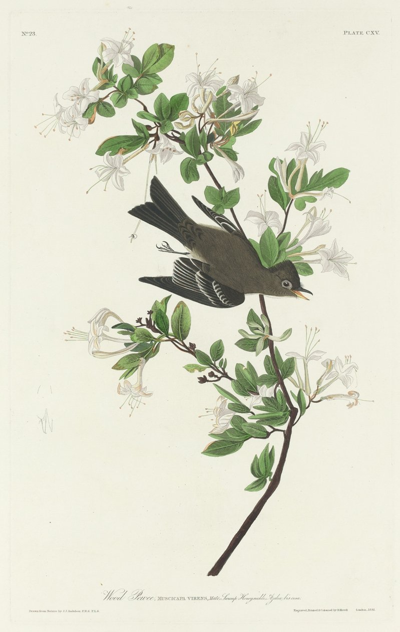 Wald-Phoebe von Robert Havell after John James Audubon