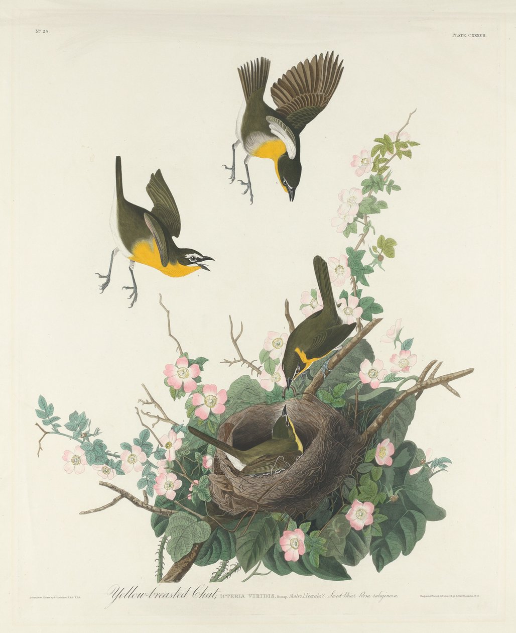 Gelbbrust-Waldsänger von Robert Havell after John James Audubon
