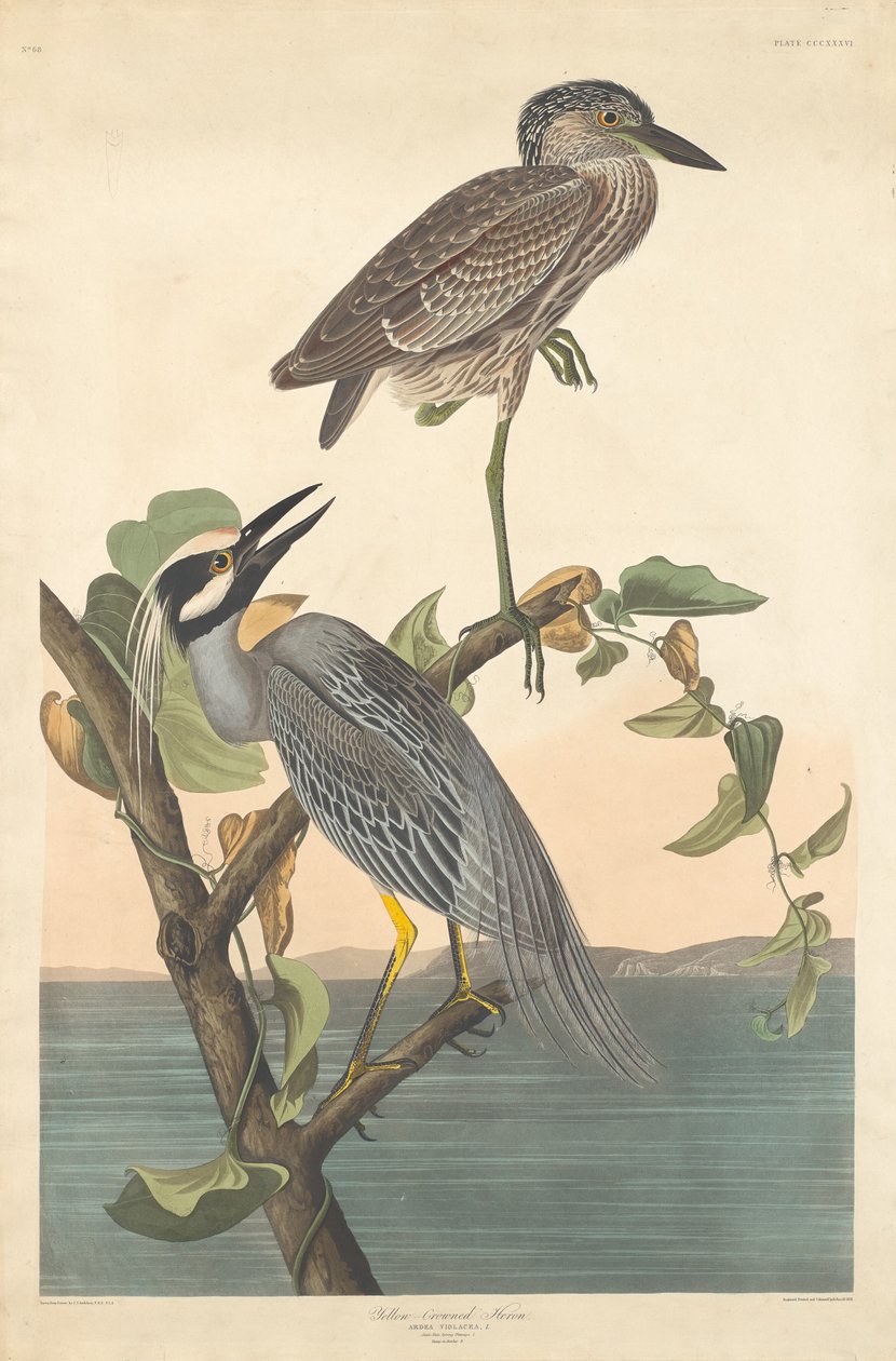 Gelbkrone Nachtreiher von Robert Havell after John James Audubon