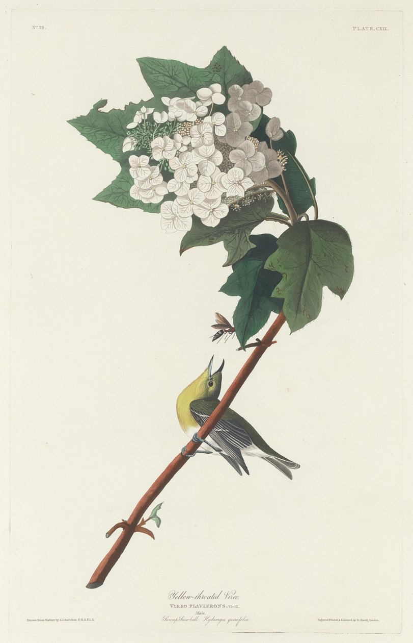 Gelbkehlvireo von Robert Havell after John James Audubon
