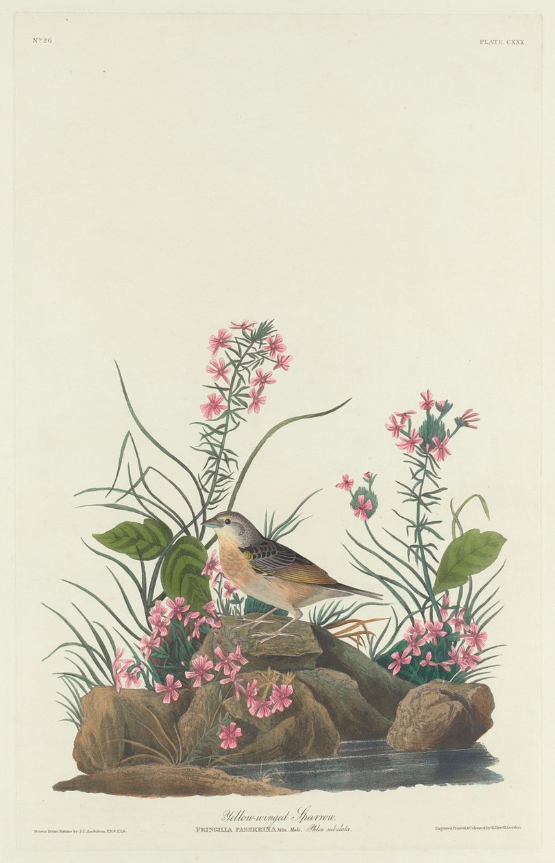 Gelbflügelsperling von Robert Havell after John James Audubon