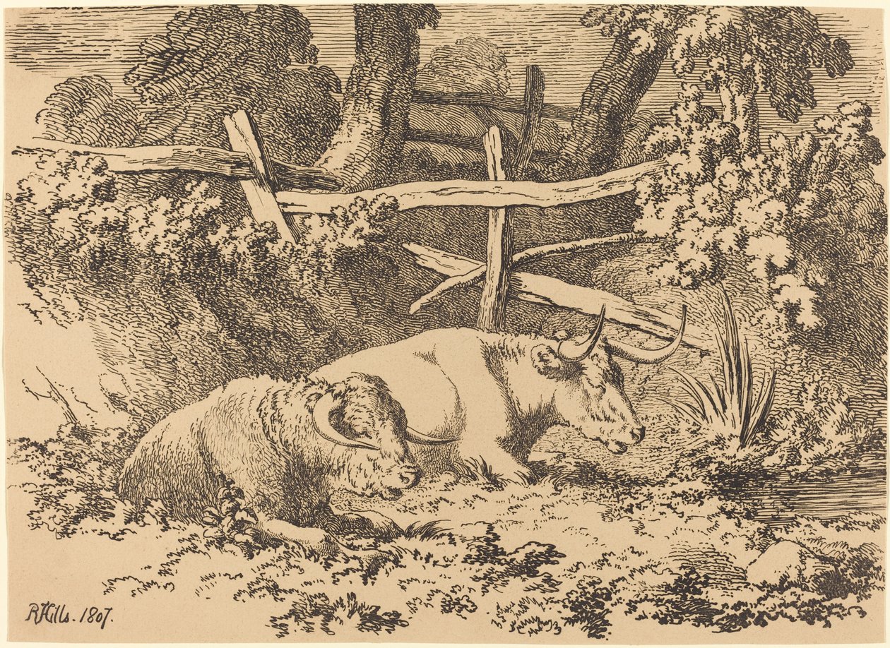 Ruhende Rinder von Robert Hills