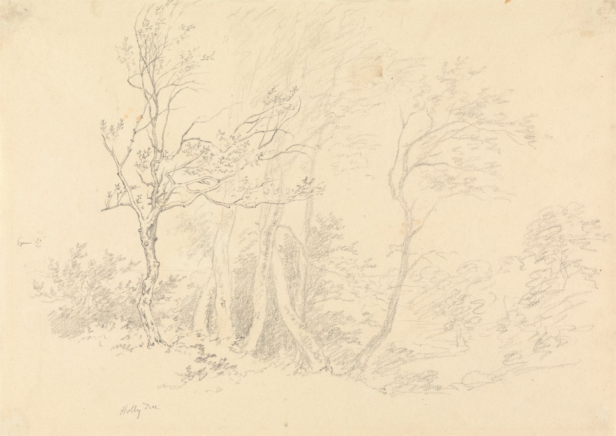 Studie eines Stechpalmenbaums von Robert Hills