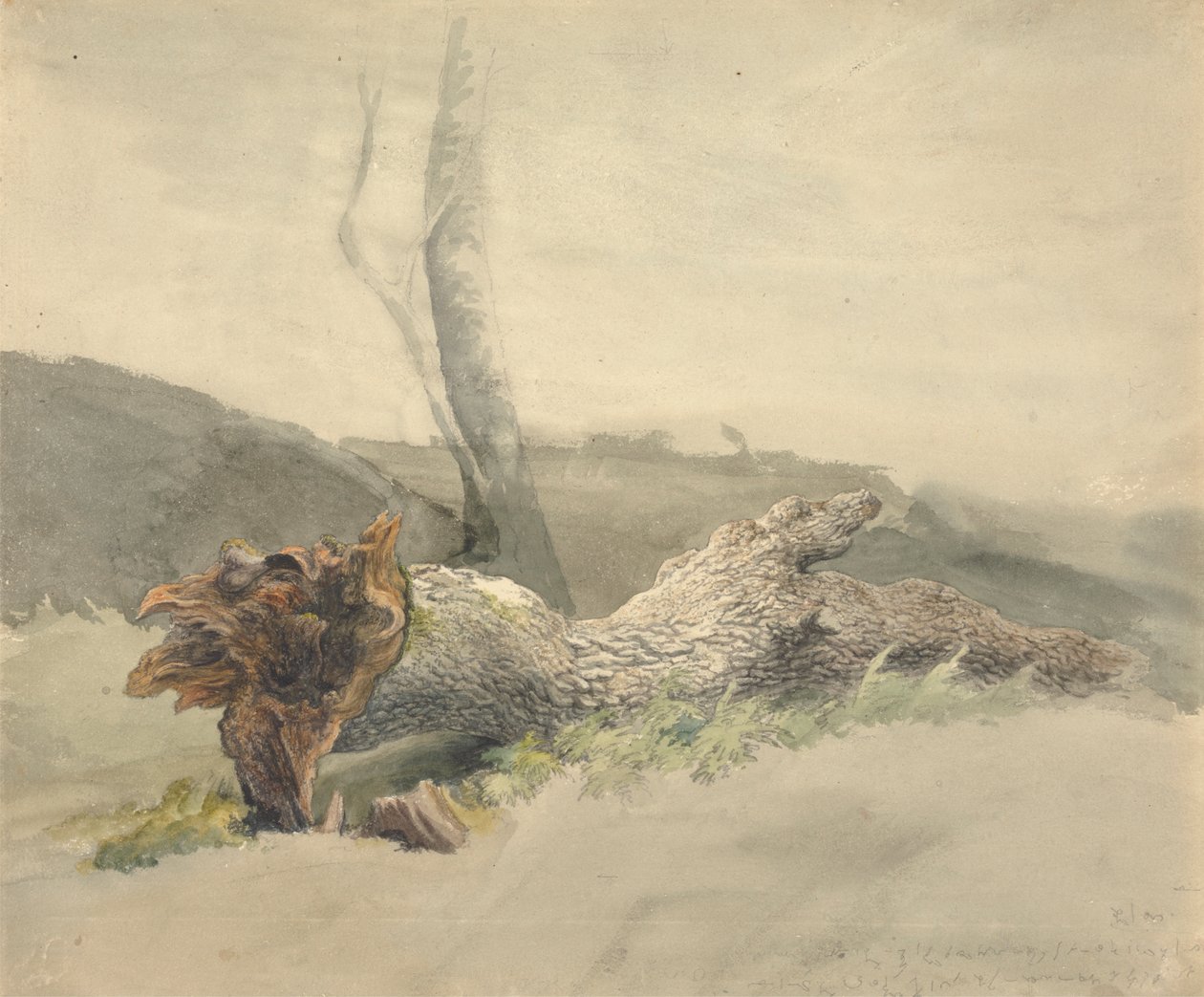 Der gefallene Baum von Robert Hills