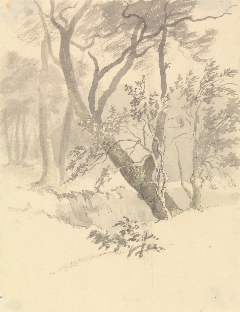 Der Wald von Robert Hills