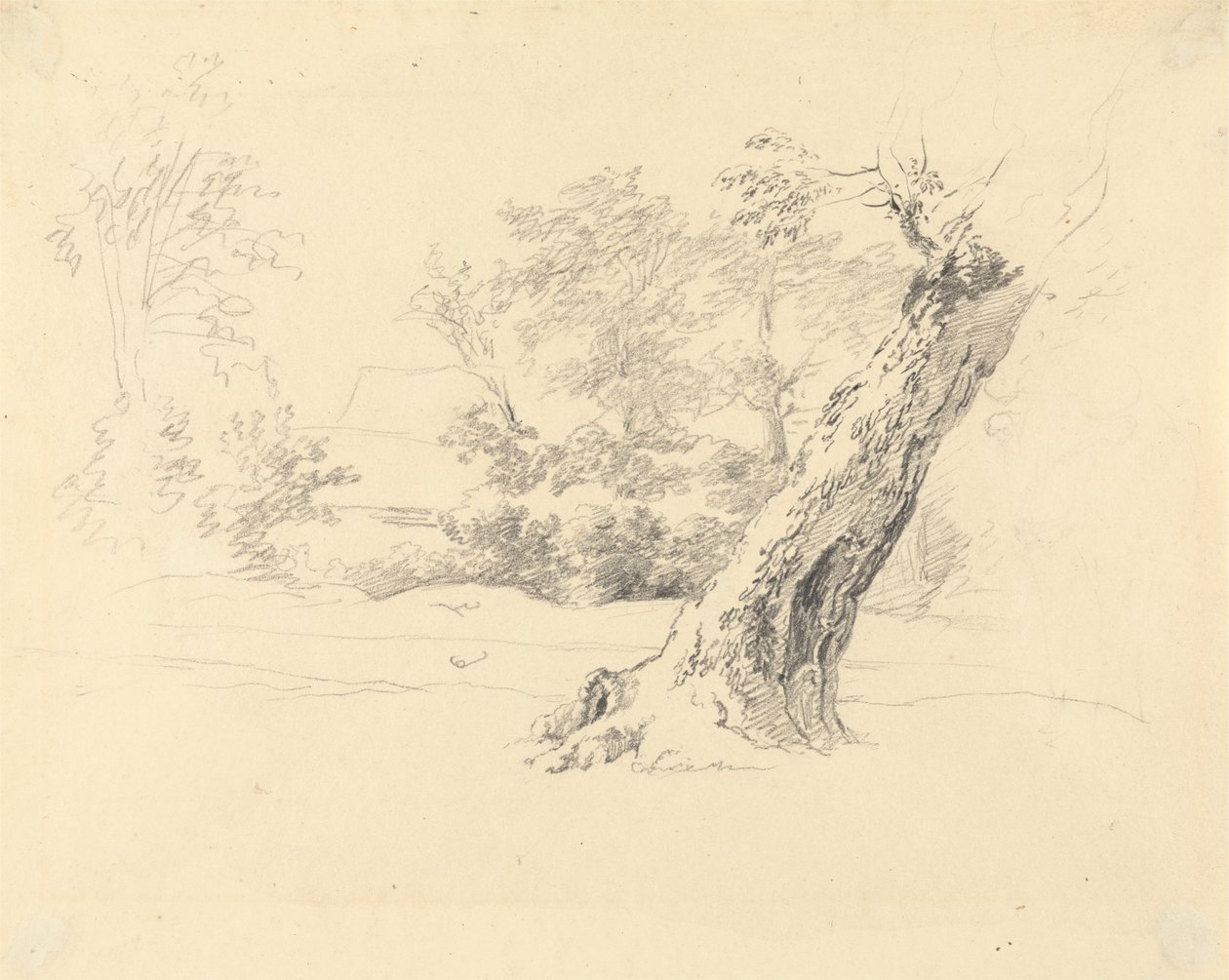 Baumstudie von Robert Hills