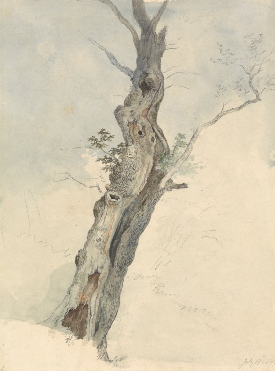 Baumstudie von Robert Hills