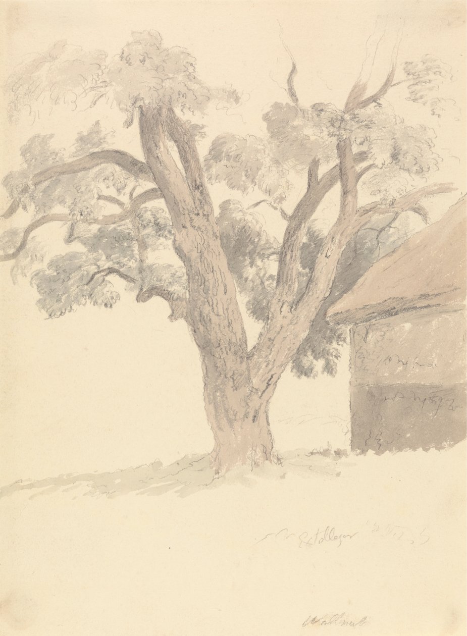 Walnussbaum von Robert Hills
