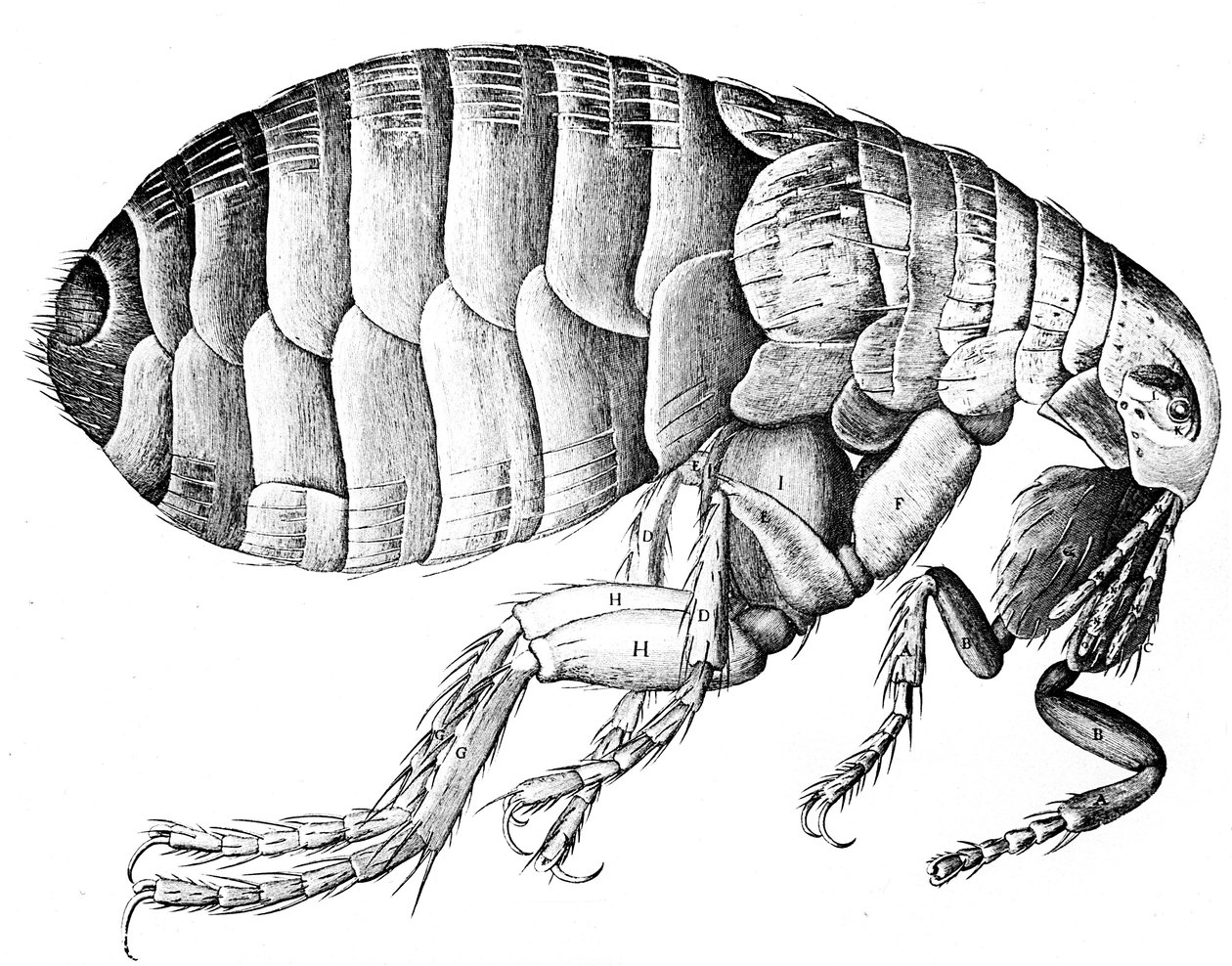 Floh, flügelloses blutsaugendes parasitäres Insekt, 1665 von Robert Hooke