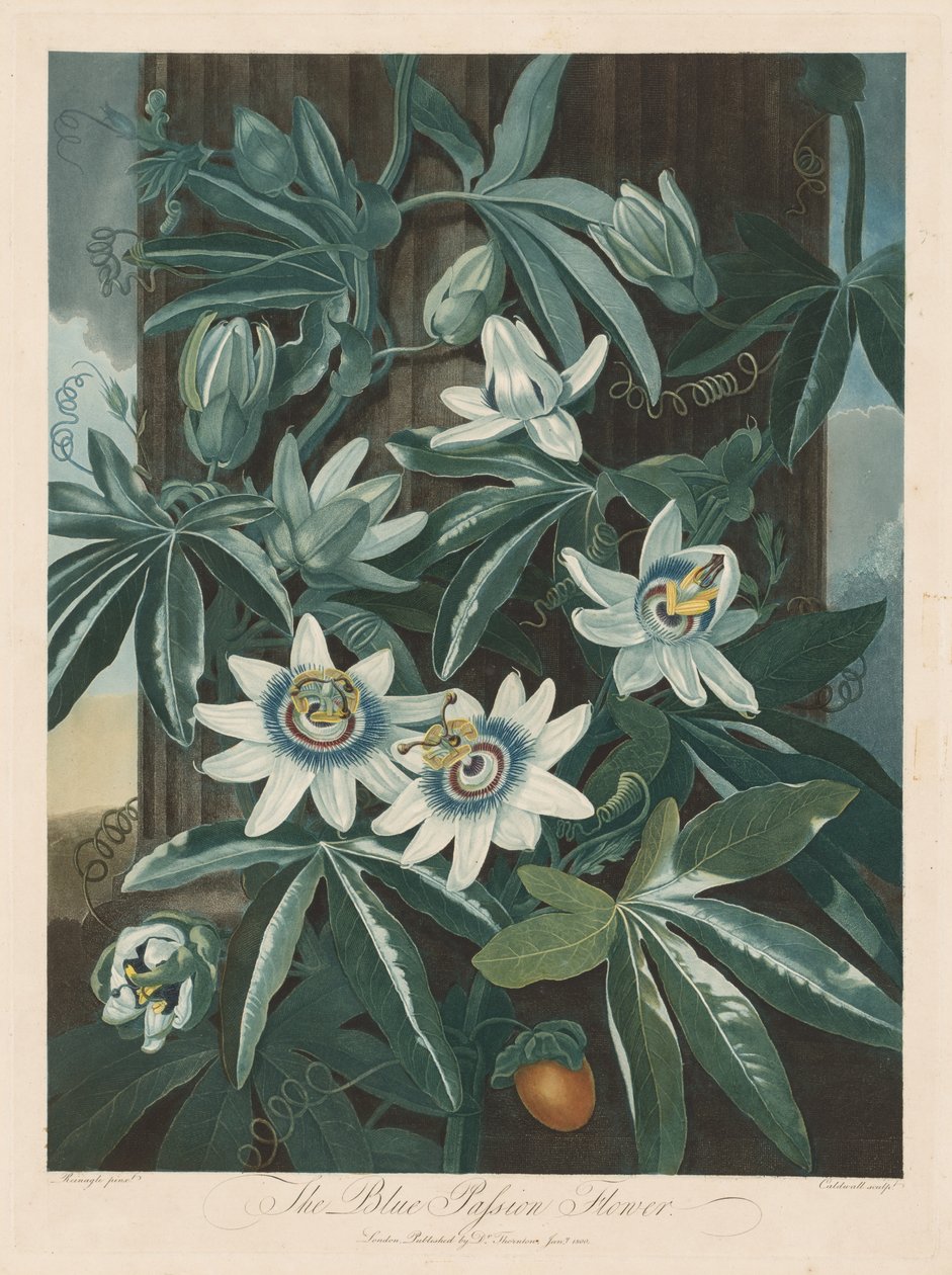 Die blaue Passionsblume von Robert John Thornton