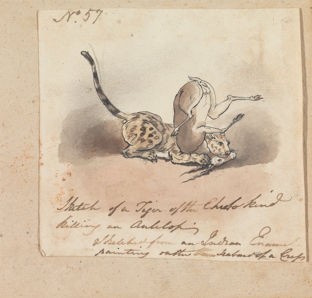 Ein Gepard tötet eine Antilope von Robert Mabon