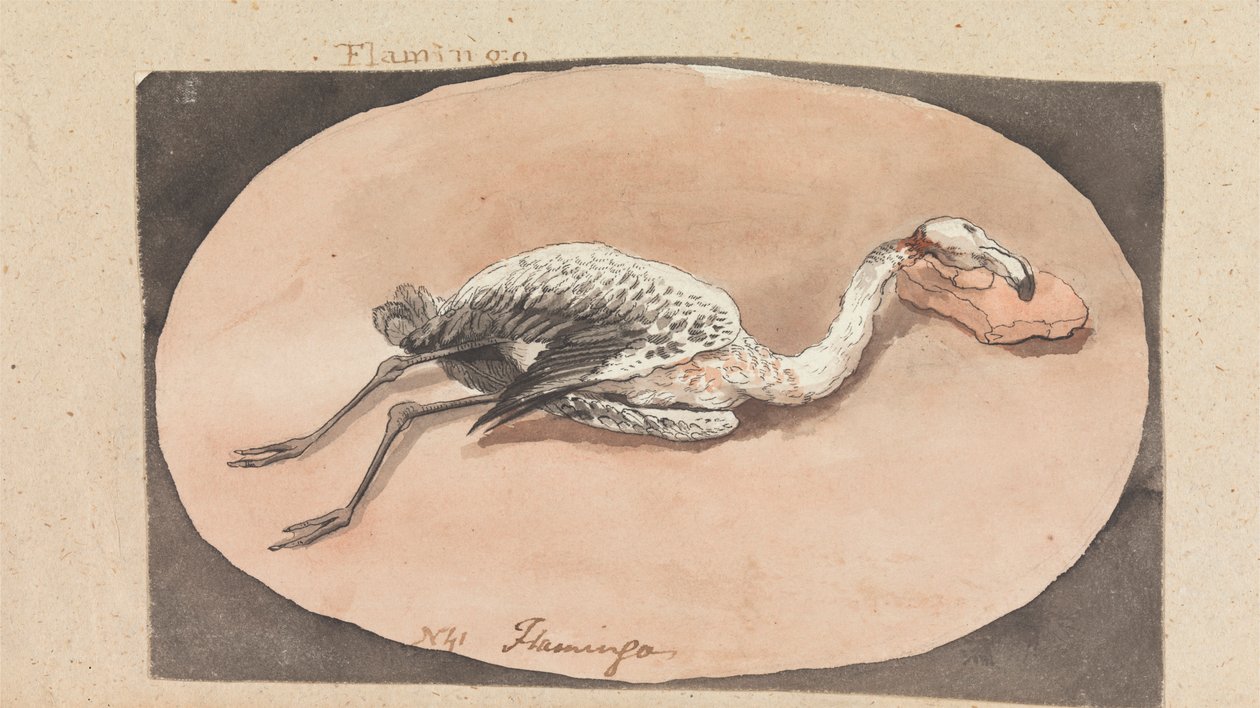 Flamingo von Robert Mabon