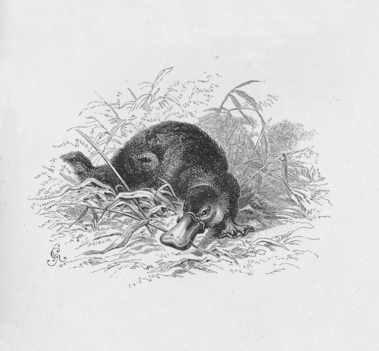 Ornithorhynchus Paradoxus, um 1885, 1890 von Robert Taylor Pritchett