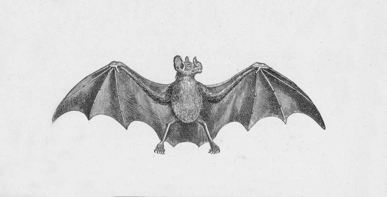 Vampirfledermaus, um 1885, 1890 von Robert Taylor Pritchett