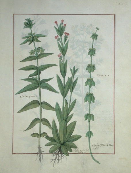 Ms Fr. Fv VI #1 fol.116 Elusae Gennus, Kümmel-Thymian und Kreuzkraut, Illustration aus Das Buch der einfachen Heilmittel von Matthaeus Platearius (gest. ca. 1161) um 1470 von Robinet Testard