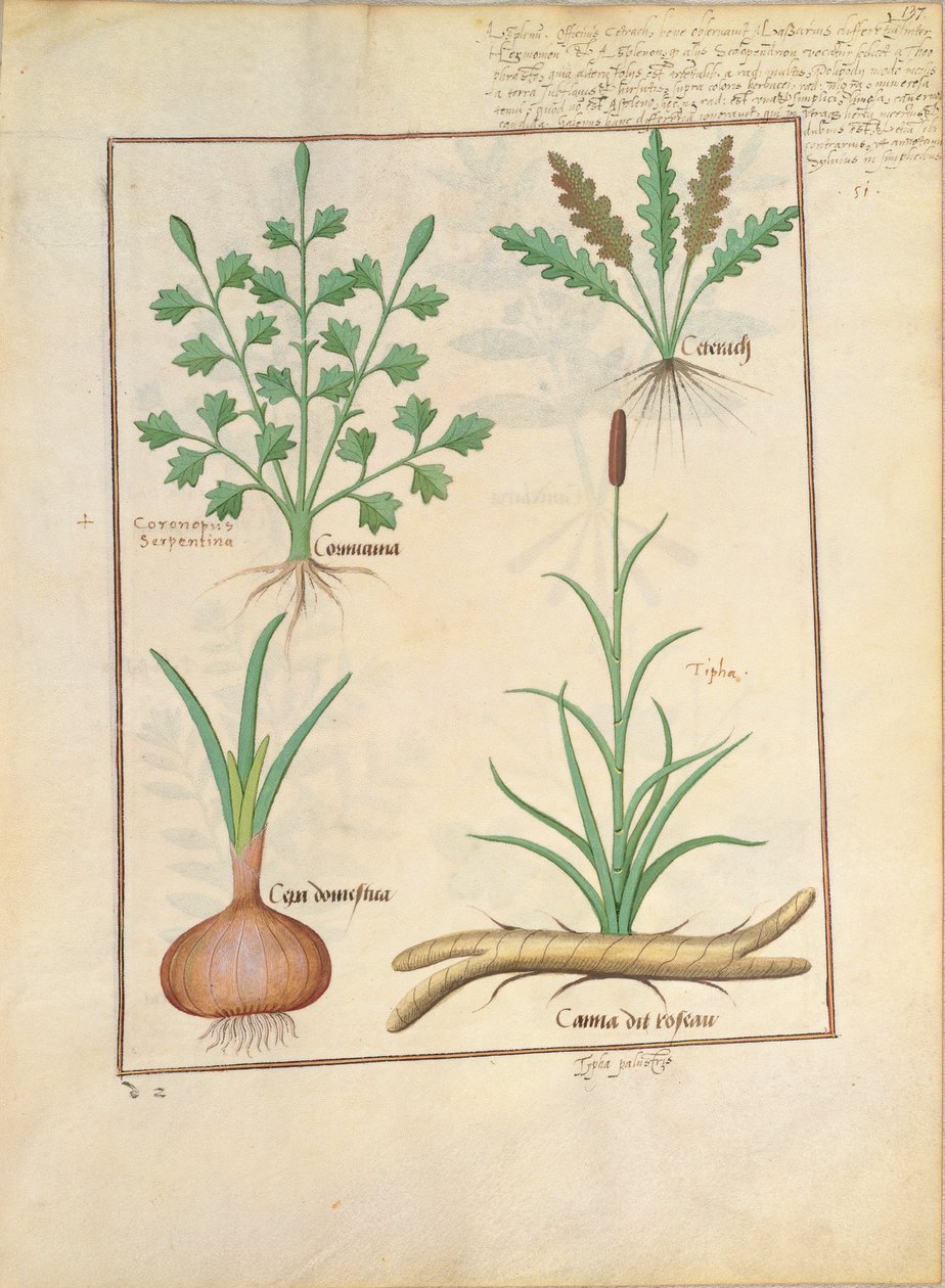 Illustration aus 