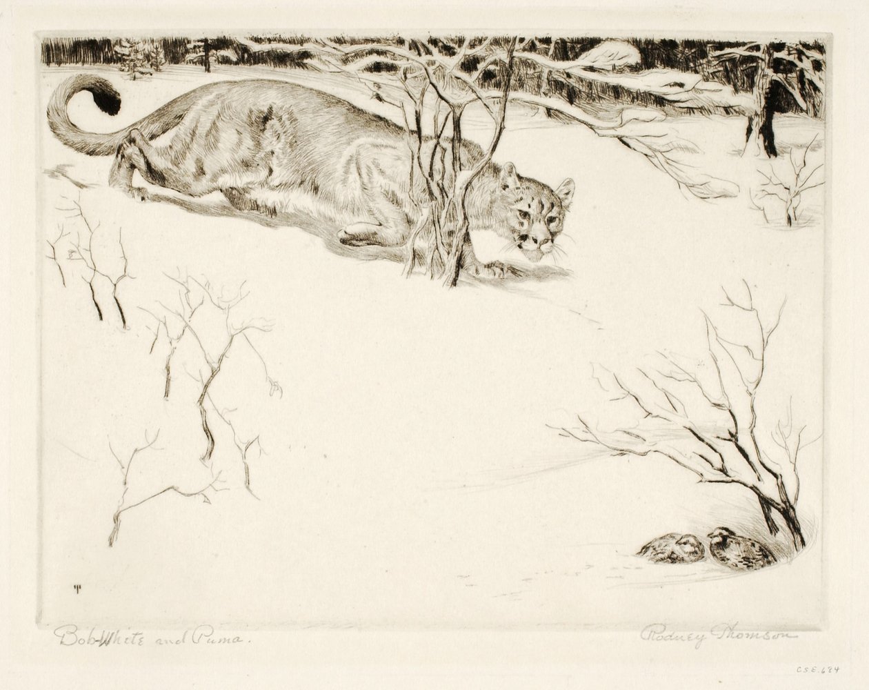 Bob-White und Puma von Rodney Thomson