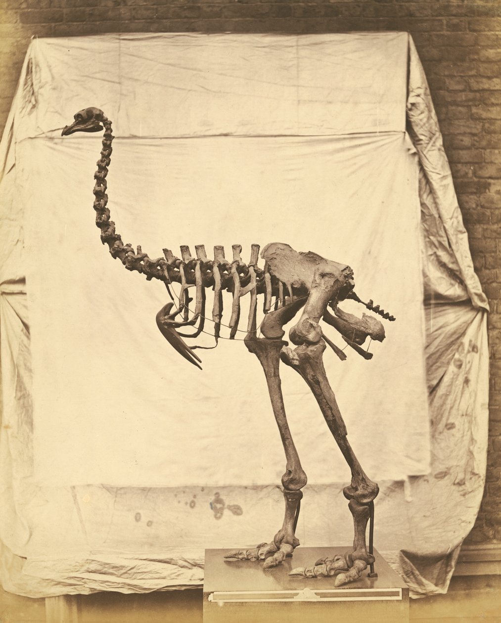 Dinornis Elephantopus Dinosaurier von Roger Fenton