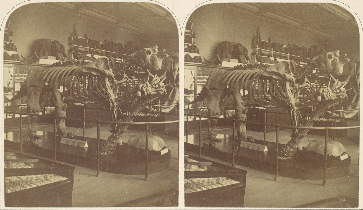 Das Megatherium, British Museum von Roger Fenton