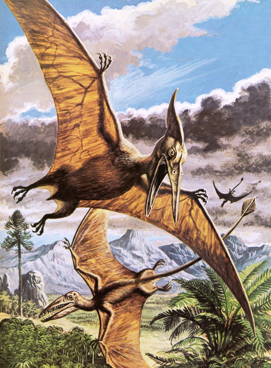 Pteranodon (oben) und Rhamphorhynchus (unten) von Roger Payne