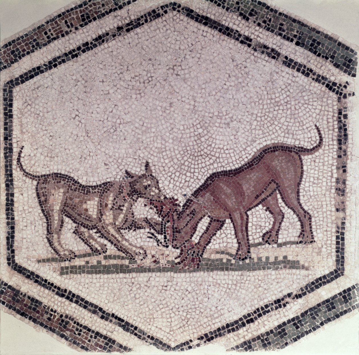 Hunde kämpfen um einen Vogel, Römisch, 2.-3. Jahrhundert (Mosaik) von Roman