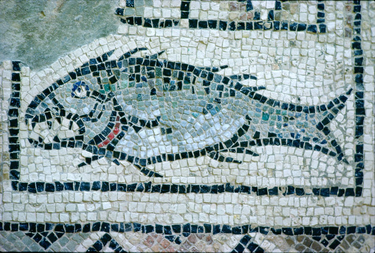 Fische auf einem römischen Boden (Mosaik) von Roman