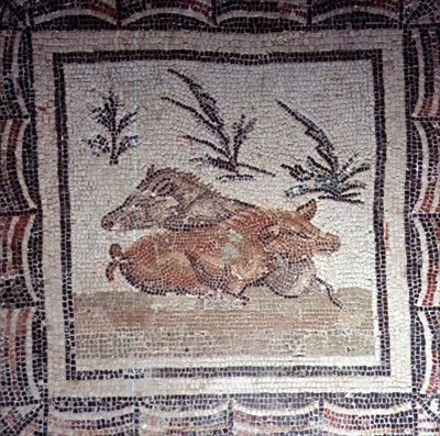 Wildschwein von Roman Roman