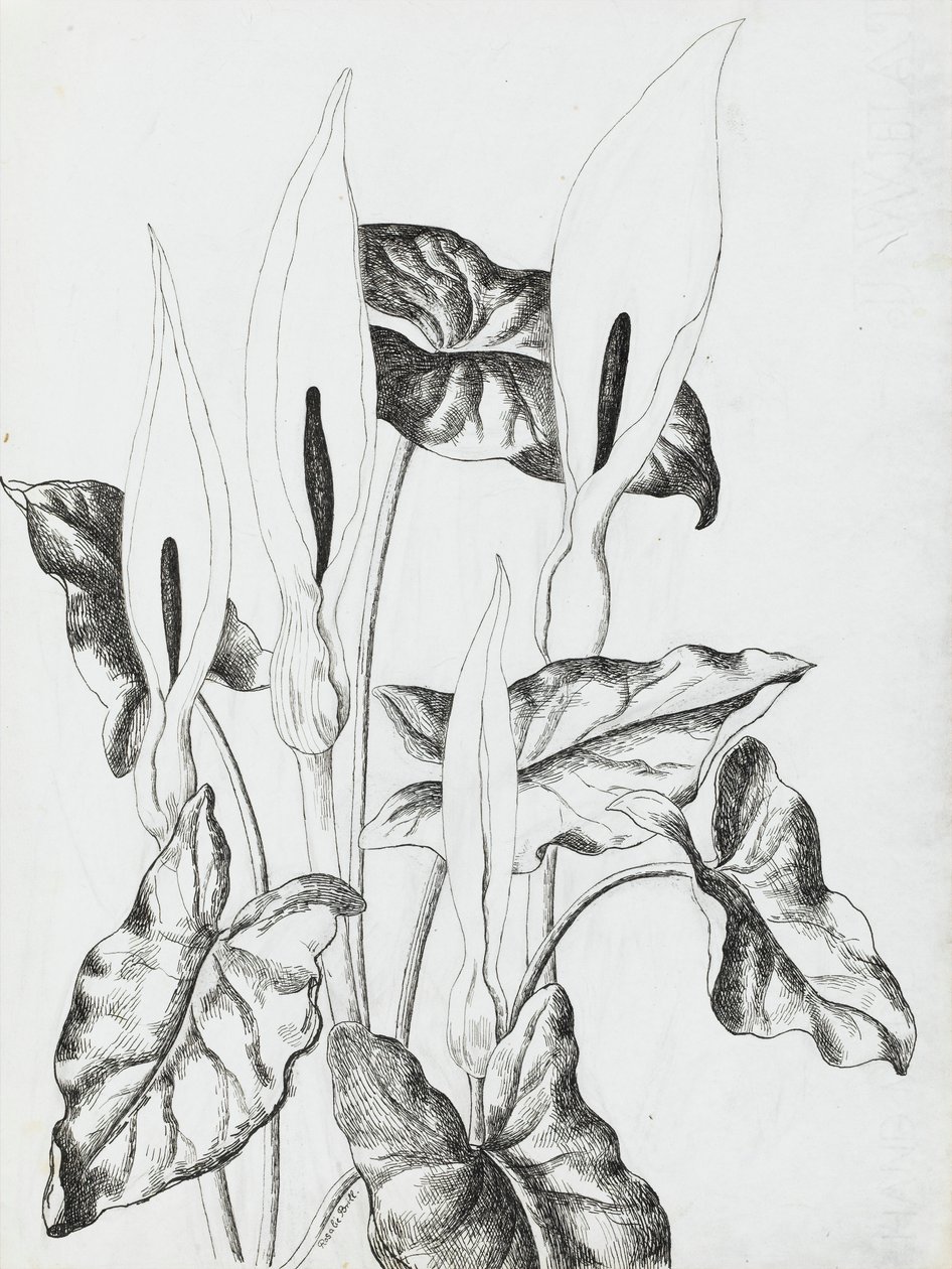 Arum-Lilien von Rosalie Brill