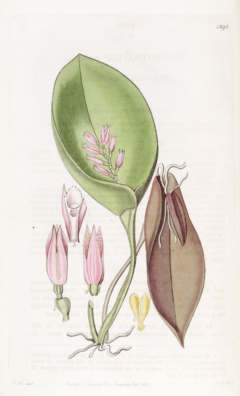 Acianthera prolifera (als syn. Pleurothallis prolifera) von S. Watts