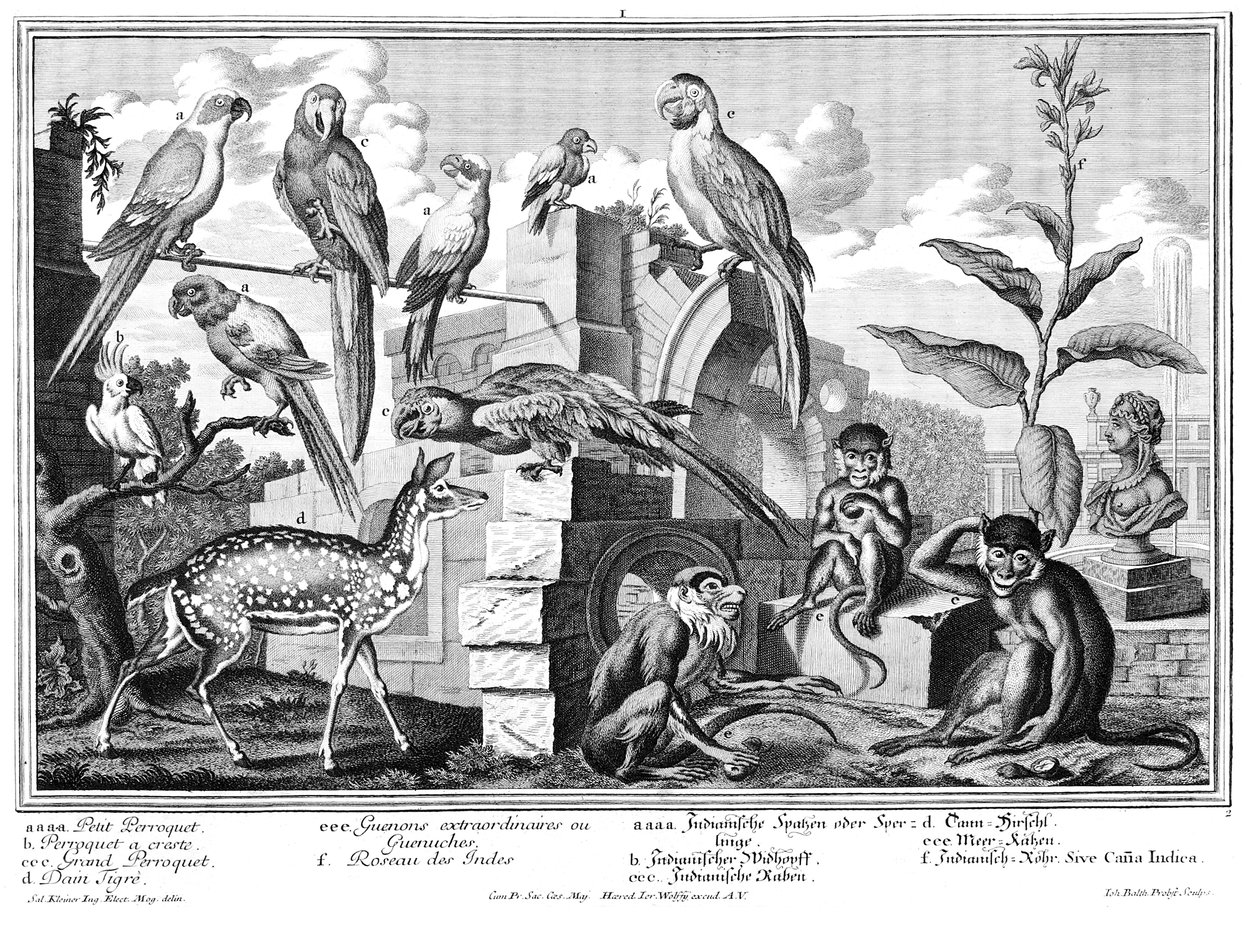Papageien und Affen von Salomon Kleiner