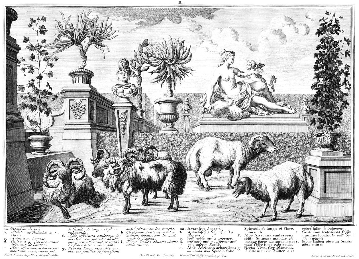Schafe von Salomon Kleiner
