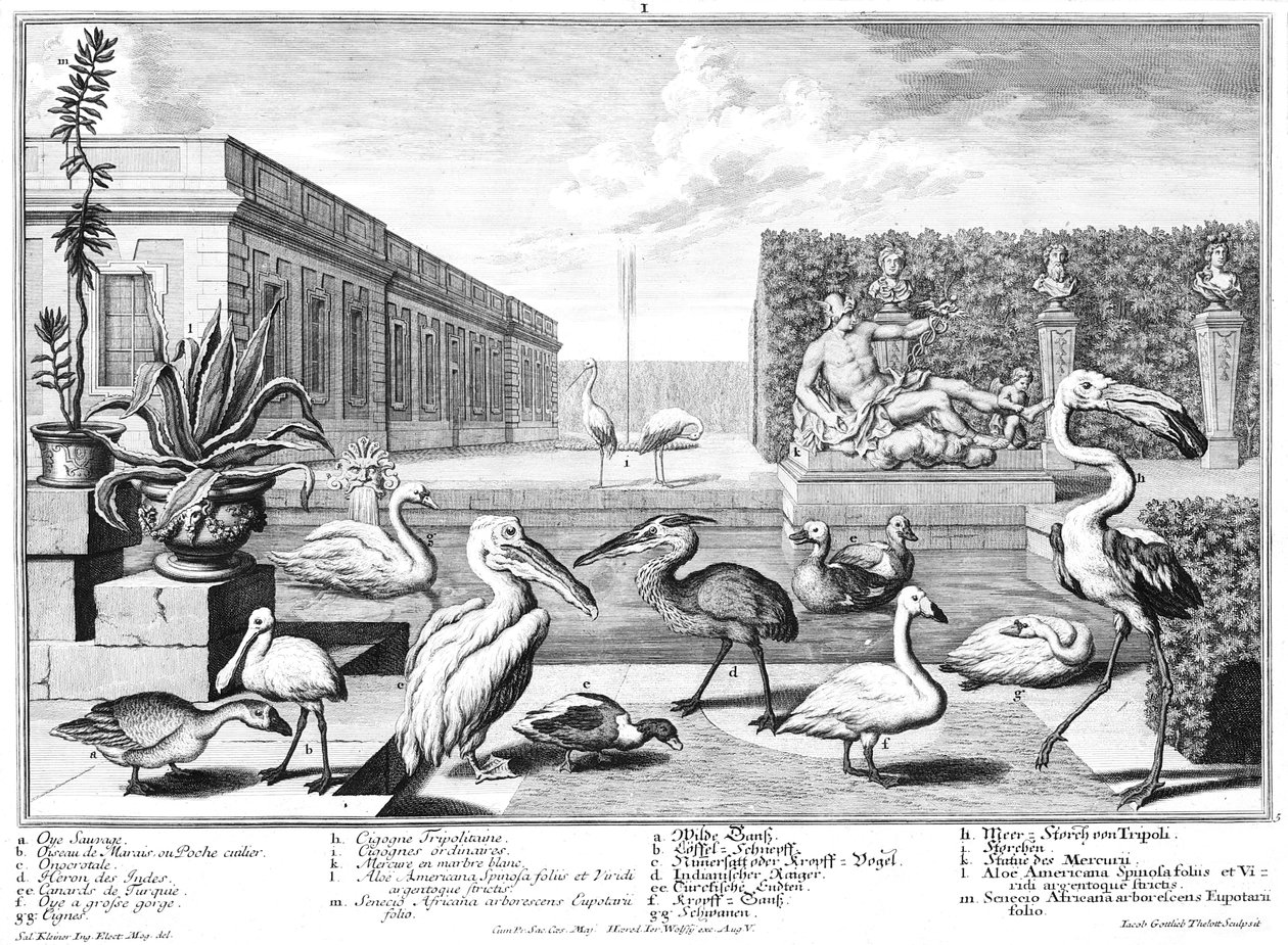 Wasservögel von Salomon Kleiner