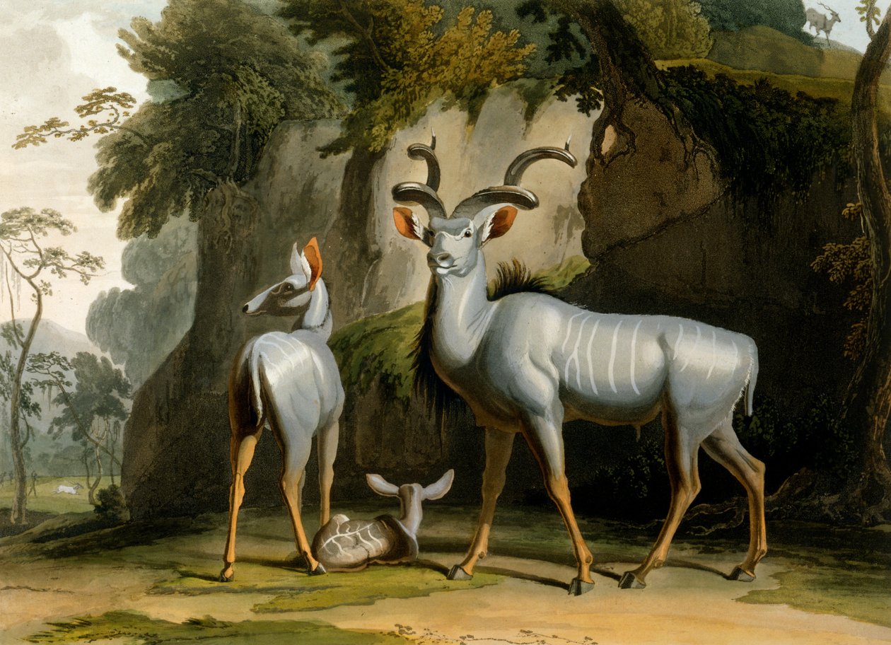 Der Kudu, 1804 von Samuel Daniell