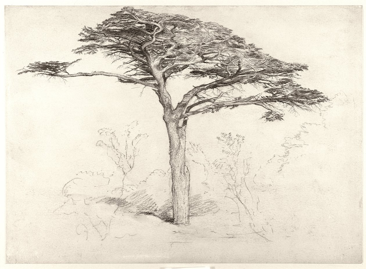 Alter Zedernbaum im Botanischen Garten, Chelsea von Samuel Palmer