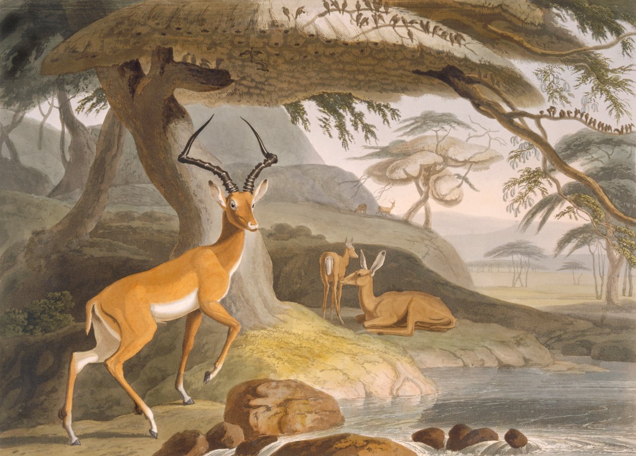 Der Pallah von Samuel (after) Daniell