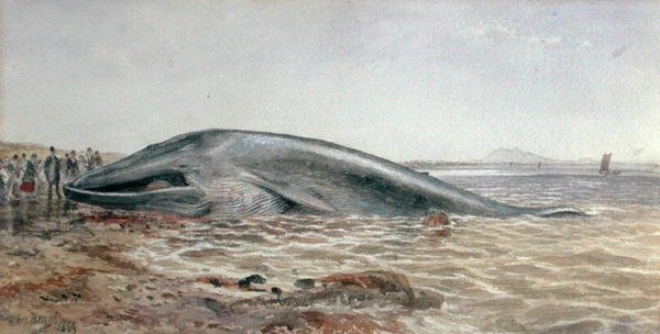 Der Aberlady-Wal, Longriddy Bay von Samuel Bough