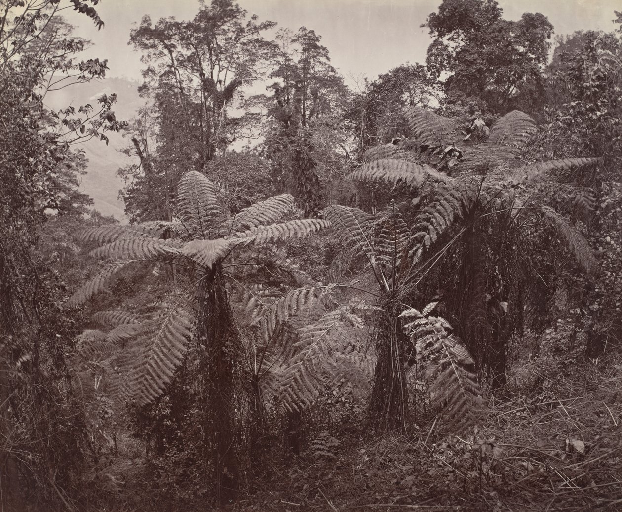 Darjeeling, Gruppe von Baumfarnen in Lebong von Samuel Bourne