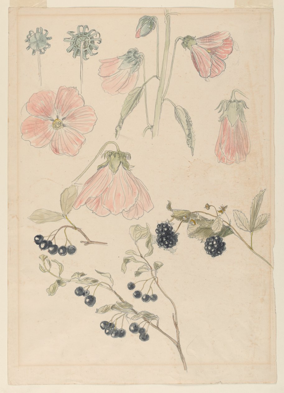 Botanische Detailstudien: Stockrosen, Blaubeeren und Brombeeren von Samuel Colman