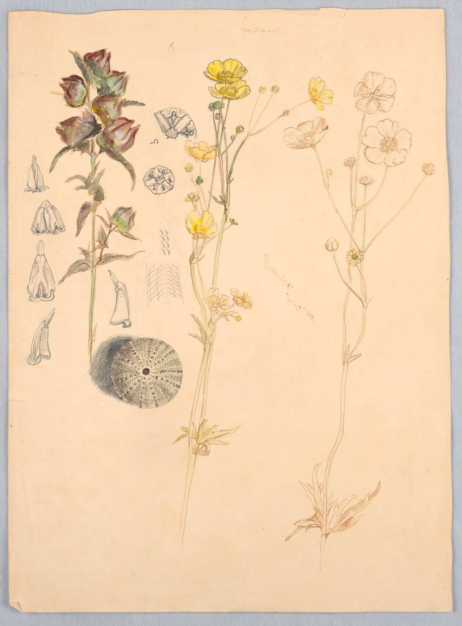 Butterblumen, Mt. Desert von Samuel Colman