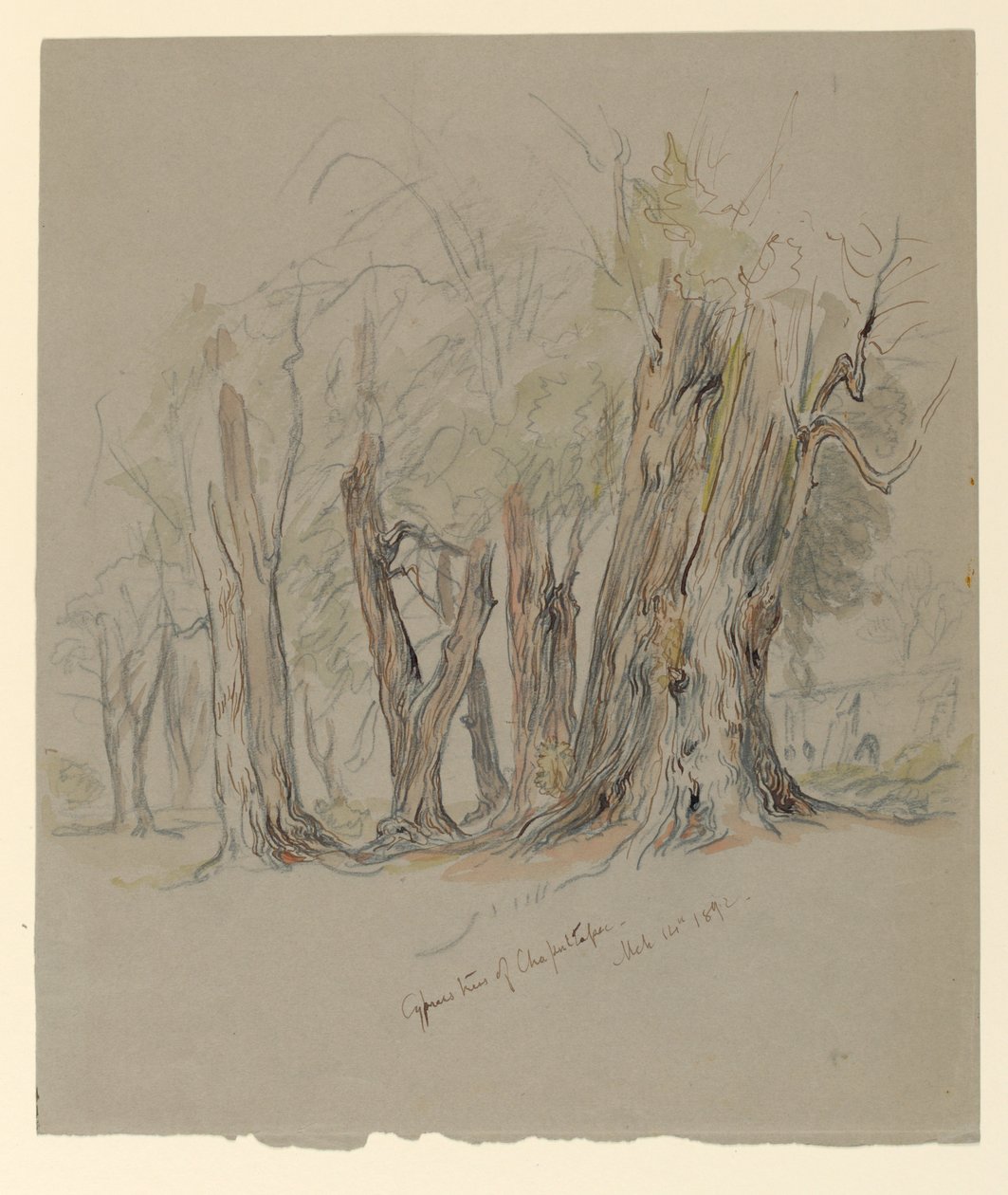 Zypressen von Chapultepec, Mexiko von Samuel Colman